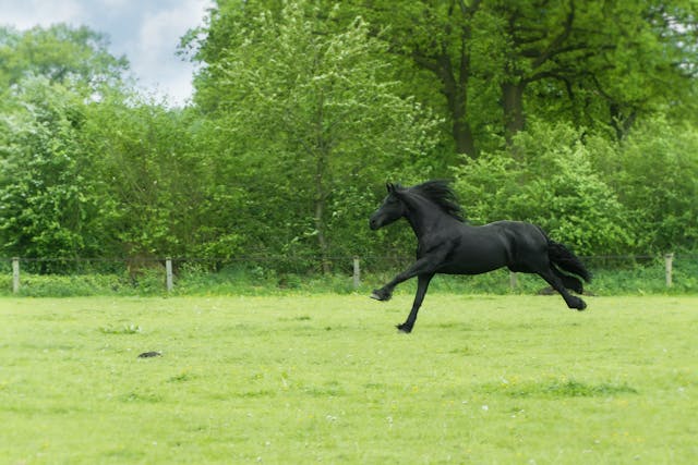Paard rennend