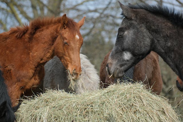 Paarden_eten