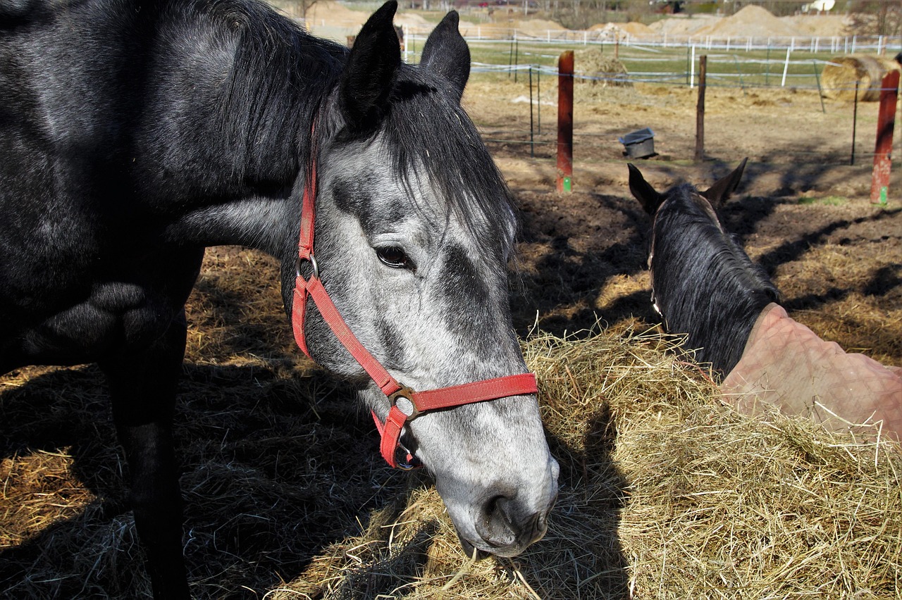 Old horse